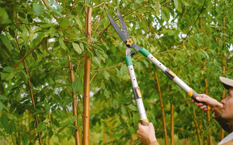 Tree trimming in Warba, MN