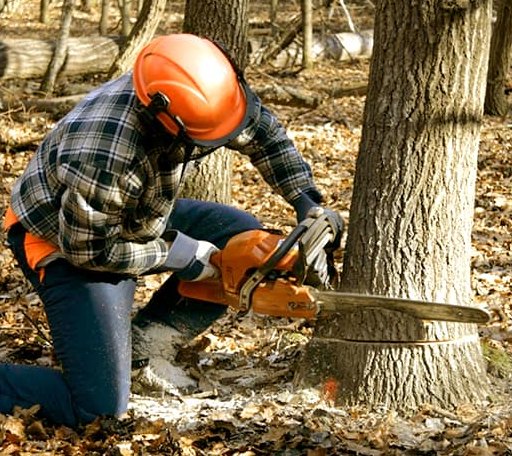 Tree Removal in Warba, MN